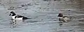 Male and female goldeneye, Rideau River, Ottawa