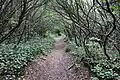 Bartram Trail on Rabun Bald