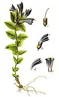 Botanical illustration by Jacob Sturm, 1796