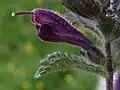 closeup of flower