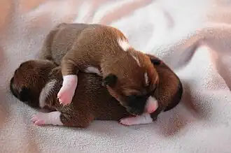 Image 4Newborn Basenji puppies (from Puppy)