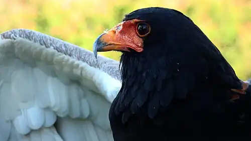Female in Texas