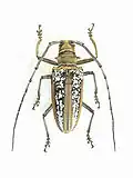 Female of Batocera wallacei ex coll. Felix Stumpe