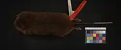 Dead brown rat