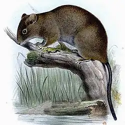 Drawing of brown rat