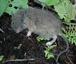 Gray rat