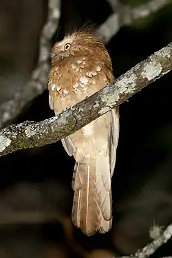 Hodgson's Frogmouth (B. hodgsoni) from Thailand