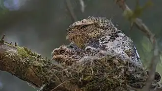 Hodgson's Frogmouth (B. hodgsoni) nesting