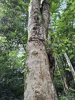 Trunk