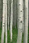 Whitish color bark of the quaking aspen trees with horizontal dark scars