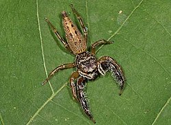 B. sexpunctata