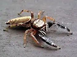 B. aericeps