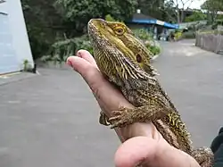 An inland bearded dragon being held by visitor during a reptile contact encounter