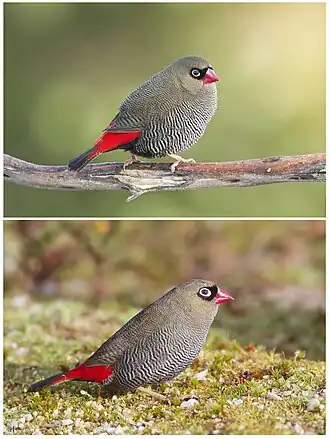 Image 18 Beautiful Firetail Photo: JJ Harrison A Beautiful Firetail (Stagonopleura bella) male (top) and female. In this common Australian species of estrildid finch, nest-building and raising children is done collaboratively. More selected pictures