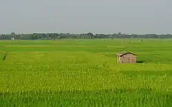 Crop Fields in Baliakandi Upazila