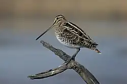 Common snipe, Litorale Romano State Nature Reserve, Fiumicino