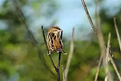Zitting cisticola, Appian Way Regional Park, Rome