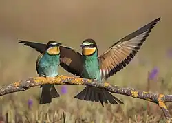 European bee-eaters, Andalusia