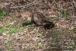 Stone marten (Martes foina)