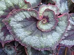 A Begonia Escargot leaf. It is asymmetrical and ovate, and grows in a spiral pattern towards the center. The edges are trimmed in red, with a band of grey-green, a thicker band of silver, and the center is grey-green.