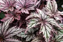 Looking down at Begonia Benitochiba foliage. The leaves are star-shaped, with 5 or 6 points, and serrated. The veins are deep grey-green, the center and edges of the leaf are plum-colored. In the leaf most in-focus, the surface of the leaf is otherwise silver, but in the background there are leaves with more maroon coloring and only a spattering of silver.