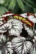 Begonia Fireworks foliage. The leaves are asymmetrical ovate with maroon serrated edges. The upper surface is silvery with dark veins, and gets a red tint near the edges. The underside has blood-red edges and veins, and a foam-green surface.