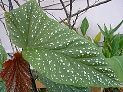 Leaf with silvery 'spattered' dots'