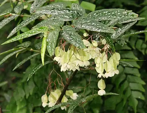 Begonia albopicta
