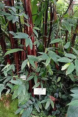 Begonia coccinea