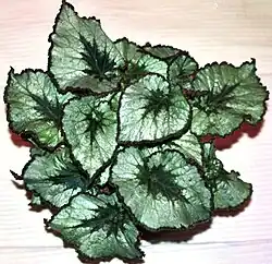 Looking straight down at the foliage of a potted Begonia Namur. The leaves are asymmetrical, ovate, and serrated. The leaves are deep silvery-green with a dark green centers and edges.