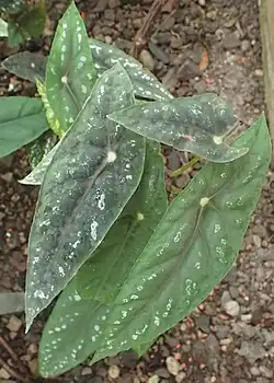 Begonia lubbersii
