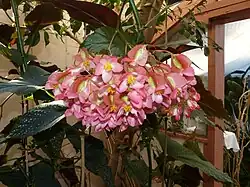 Bunch of female flowers