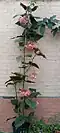Climbing pink cultivar with male flowers (top and bottom) and female flowers (in between)