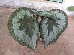Looking straight down at the foliage of a potted Begonia Silver Queen. The leaves are large and only two are fully visible and facing the camera. The leaves are asymmetrical and ovate. The very center and veins have a subtle red color. The outermost band and center of the leaf are grey-green, with a band of silver between.