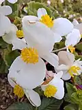 Flower in Indonesia