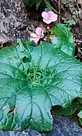Begonia socotrana
