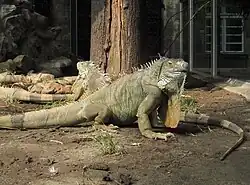 Green iguanas