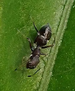 B. calcarata