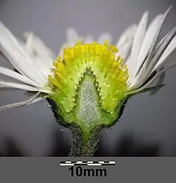 Flower head maturing to a cone