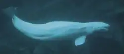 Beluga whale at the Atlanta aquarium