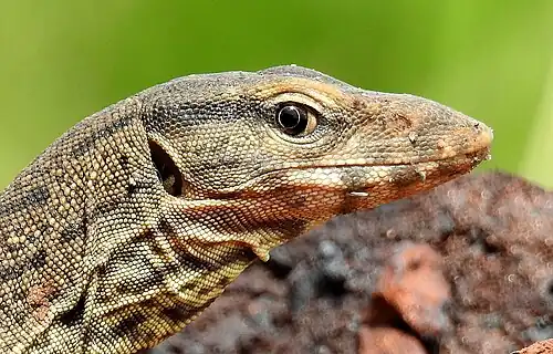 Head