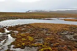 Bennett Island, north coast – tundra landscape (76° 44′ 30″ N, 149° 21′ 19″ E)