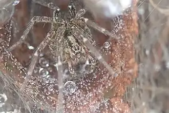 B. ocellata from South Africa