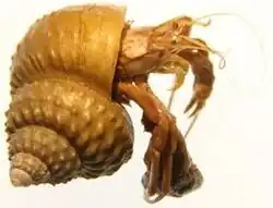 Side view of a crab species in a light-brown shell