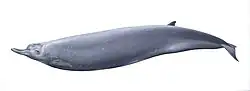 Arnoux's beaked whale