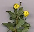 B. gagnepainii flowers, 7&nbsp;mm (1⁄4&nbsp;in) wide