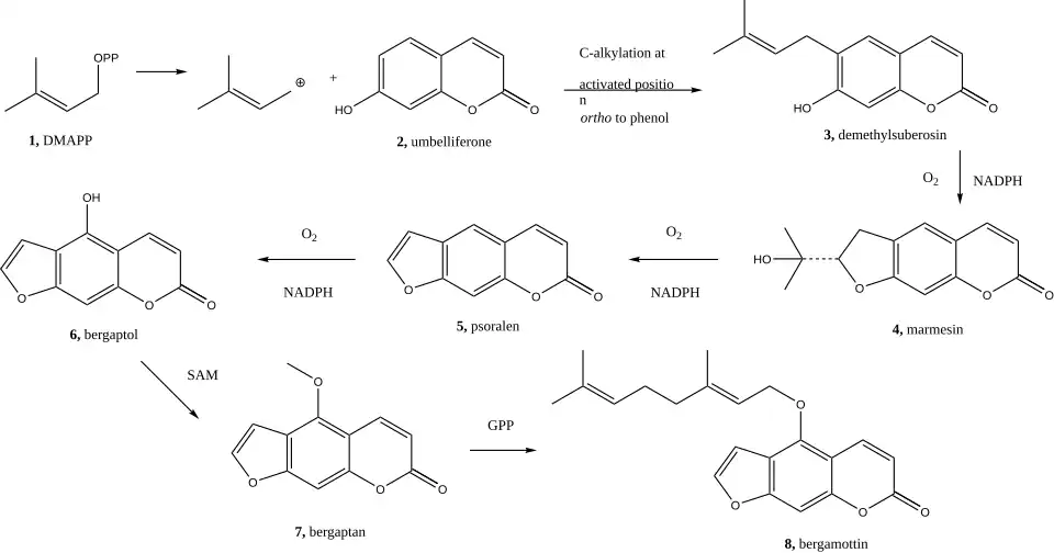 Synthesis of psoralen from 6-hydroxycoumaran