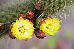 Flowers and flower buds