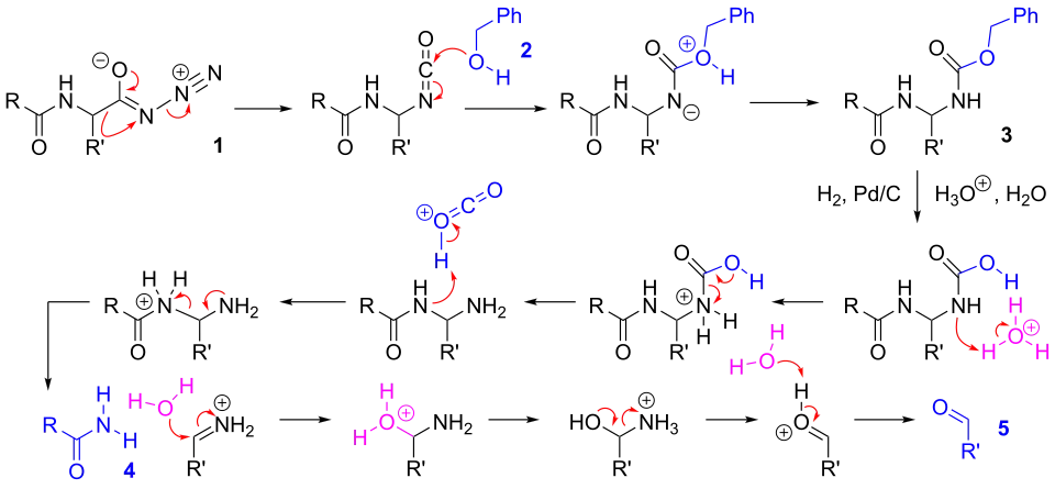 Mechanism of the Bergmann degradation