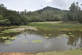 Water lilies in a shallow bay of Berijam lak